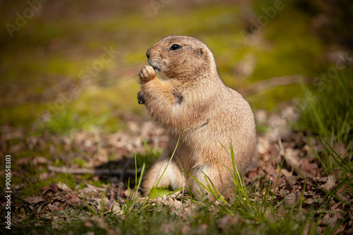 Prairie dog eating grass.