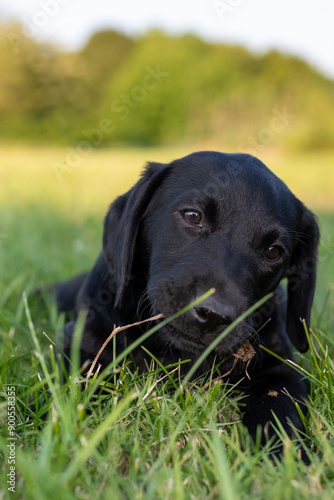 Portrait of a cute black Labrador puppy laying down on the grass