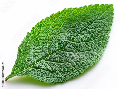 Close up of a single green leaf with detailed veins and texture