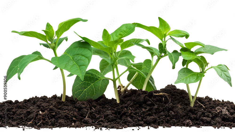 Hands holding and caring a green young plant isolated on white ,Green sprout growing from seed isolated on white background Hands holding and caring a green young plant isolated on white ,Green sprout growing from seed isolated on white background