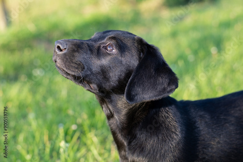 Head shot of a cute black Labrador puppy