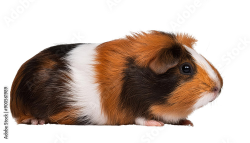 A cute guinea pig with a fluffy coat, showcasing vibrant colors and characteristic features, perfect for pet-themed projects.