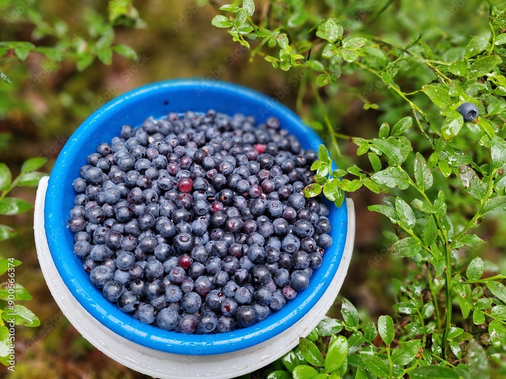 Freshly Picked Blueberries In A Blue Bowl Surrounded By Lush Greenery. A vibrant blue bowl brimming with freshly picked blueberries is surrounded by lush green bushes Freshly Picked Blueberries In A Blue Bowl Surrounded By Lush Greenery. A vibrant blue bowl brimming with freshly picked blueberries is surrounded by lush green bushes