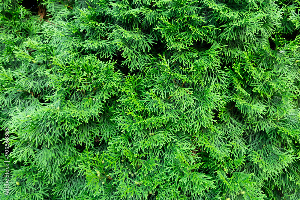green fern background, texture 16:9 green fern background, texture 16:9
