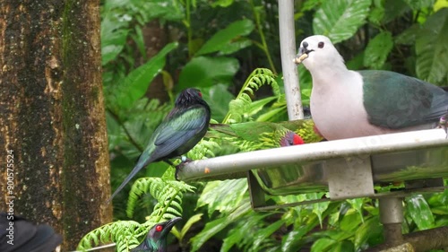 Metallic shining starling bird, Aplonis metallica, New Guinea Australia native, feeder feeding behaviour, Mandai bird paradise sanctuary Singapore, conservation avian habitat