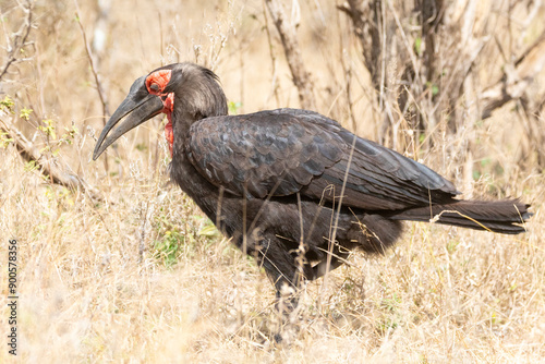 Vulnerable Southern Ground Hornbill (Bucorvus leadbeateri) hunting in grassland savannah, Kruger National Park, South Africa photo