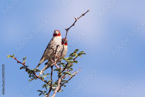 Male Red-headed Finches (Amadina erythrocephala) on Acacia Thorn tree, Kalahari, Northern Cape, South Africa photo