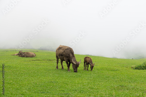 Buffalo green lawn at Taiwan Taipei photo