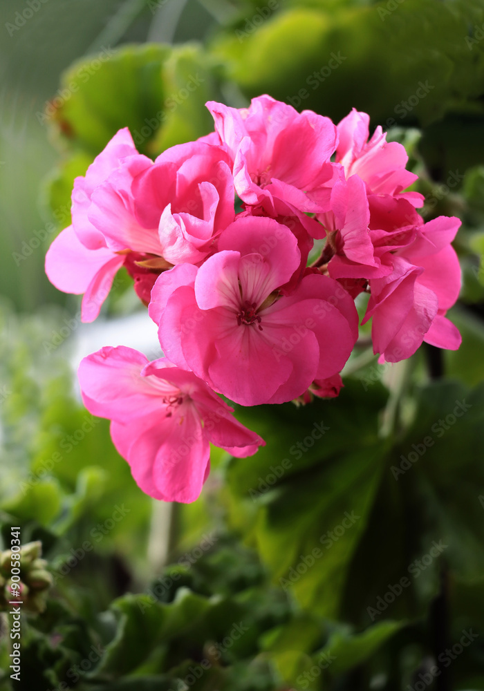 red flowers of geranium potted plant close up red flowers of geranium potted plant close up
