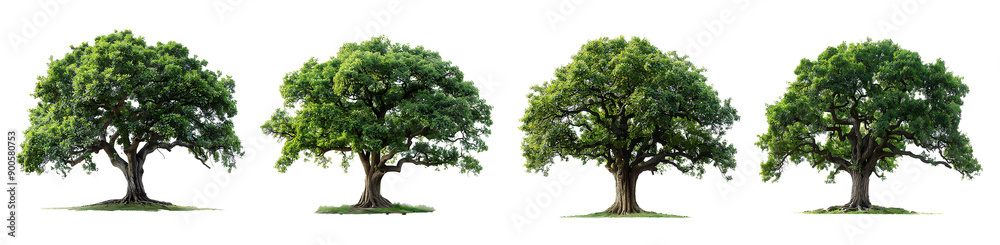 Set of trees isolated on white background Set of trees isolated on white background