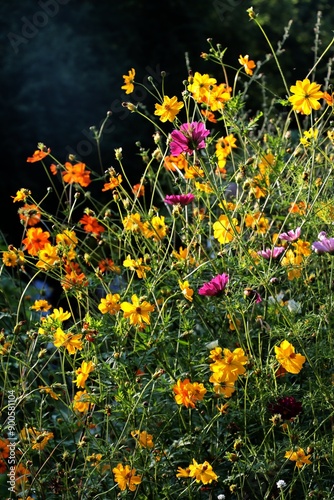 colorful yellow and orange flowers of cosmos - coreopsis plants  photo