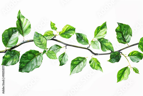 There are leaves on a branch with a white background