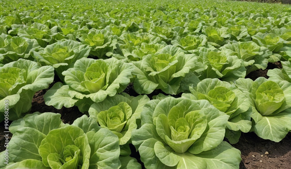 Fresh Green Lettuce in Lush Field Landscape Fresh Green Lettuce in Lush Field Landscape