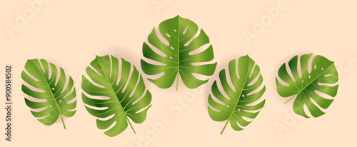 Green monstera leaves on pastel background tropical botanical theme