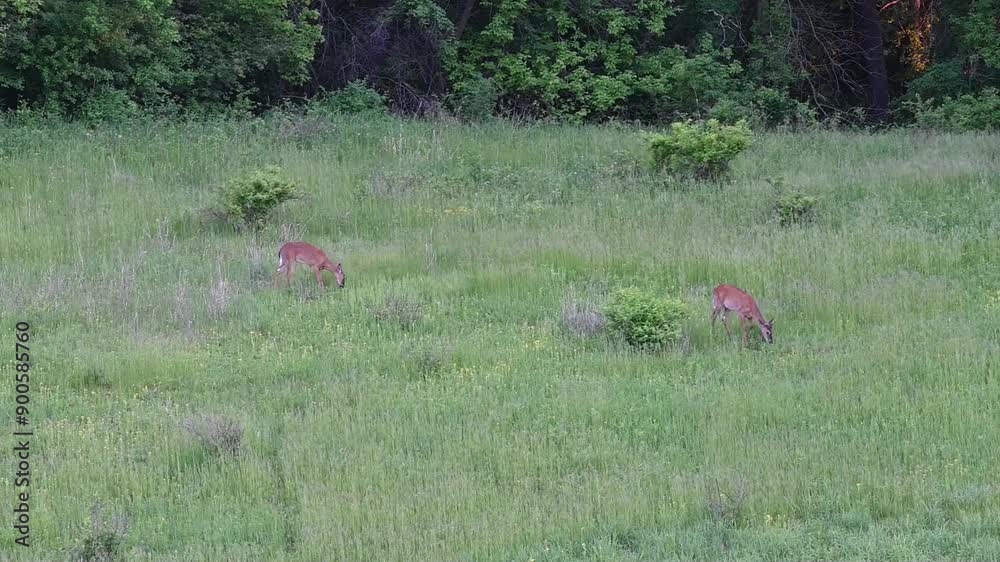 Two Does in the Meadow Two Does in the Meadow