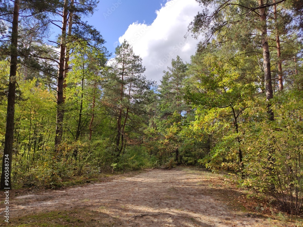 Fototapeta premium Forest path leading through vibrant green trees and foliage.