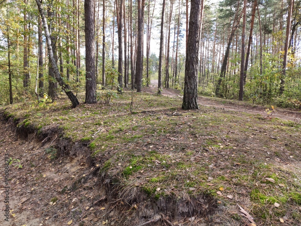 Trail through a dense forest with green foliage and sunlight filtering through. Trail through a dense forest with green foliage and sunlight filtering through.