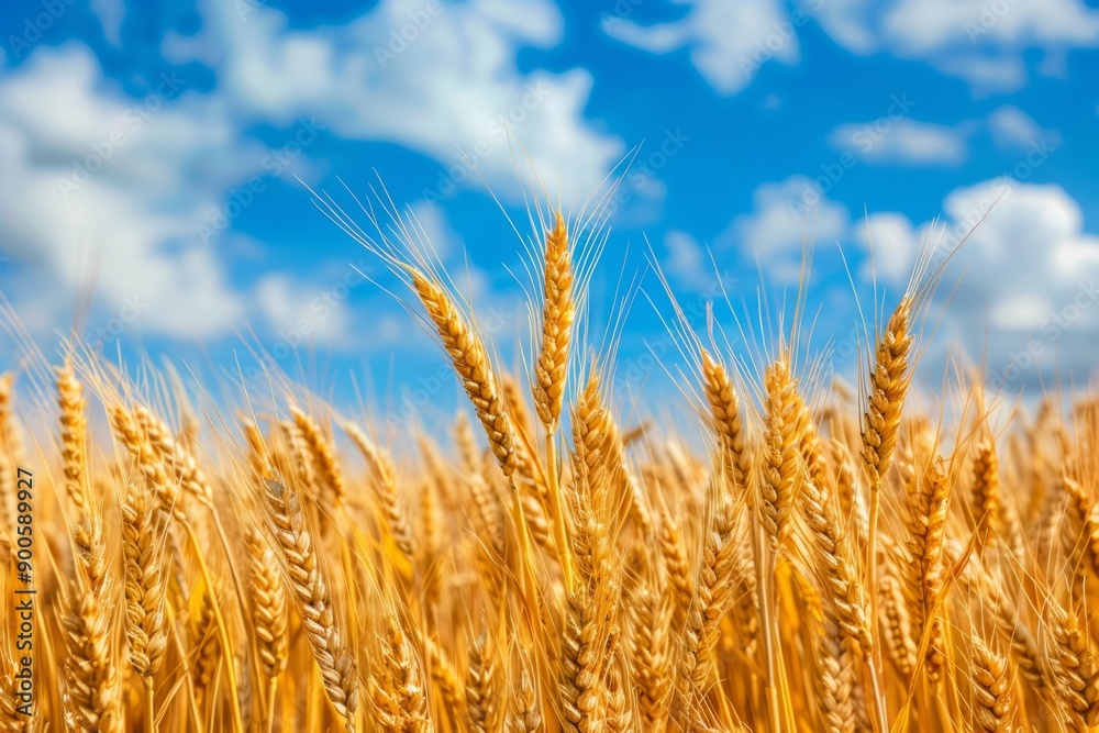 Field of golden wheat against blue sky, harvest concept Field of golden wheat against blue sky, harvest concept