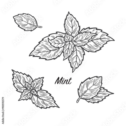 Mint Leaves Set