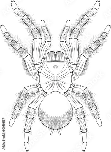 Goliath birdeater, Theraphosa blondi belongs to the tarantula family Theraphosidae. Venezuelan suntiger tarantula spider realistic contour, outline lines drawn