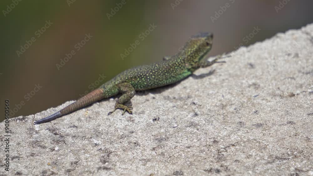 Small green lizard, known as Madeiran wall lizard or Teira dugesii, sunbathing on a stone wall. This species is endemic to Madeira archipelago, Portugal Small green lizard, known as Madeiran wall lizard or Teira dugesii, sunbathing on a stone wall. This species is endemic to Madeira archipelago, Portugal