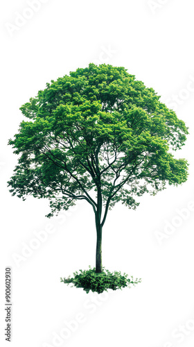 Isolated lush green tree on white background. Perfect for nature, environment, or landscaping projects. High-resolution stock image.