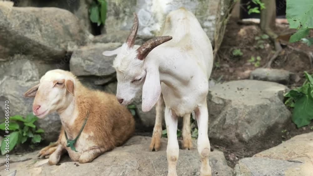 A joyful goat is having fun and eating in a spacious outdoor barnyard enclosure A joyful goat is having fun and eating in a spacious outdoor barnyard enclosure