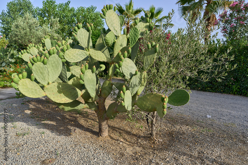 Large prickly pear cactus in a desert garden with other green plants and a clear sky photo