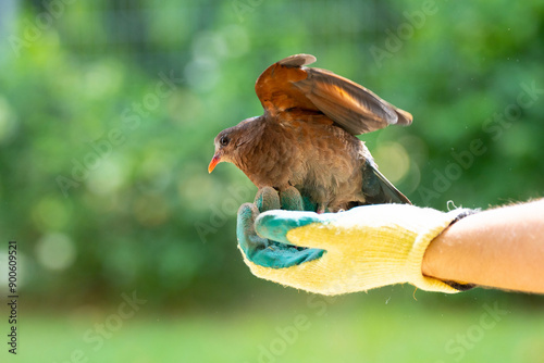 Animal rescue. Volunteer helping injured bird