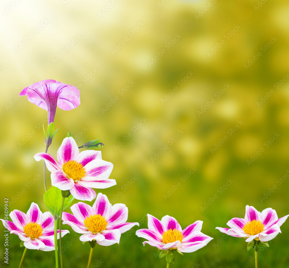 Colorful dahlia flowers on a background of the autumn landscape Colorful dahlia flowers on a background of the autumn landscape