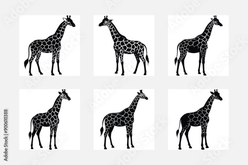 Set of vector silhouettes of giraffes