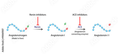 Angiotensin-converting enzyme inhibitors, ACE inhibitors. Renin inhibitors. Blood pressure regulation. Vasoconstriction and vasodilatation. Vector illustration.