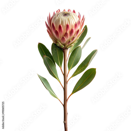 proteas flower isolated on white background