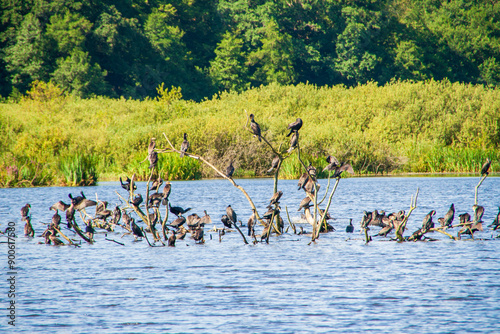 Viele Komorane versammeln sich auf Bäumen im Wasser photo