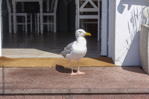 Eine Möwe steht vor einem Bistro.