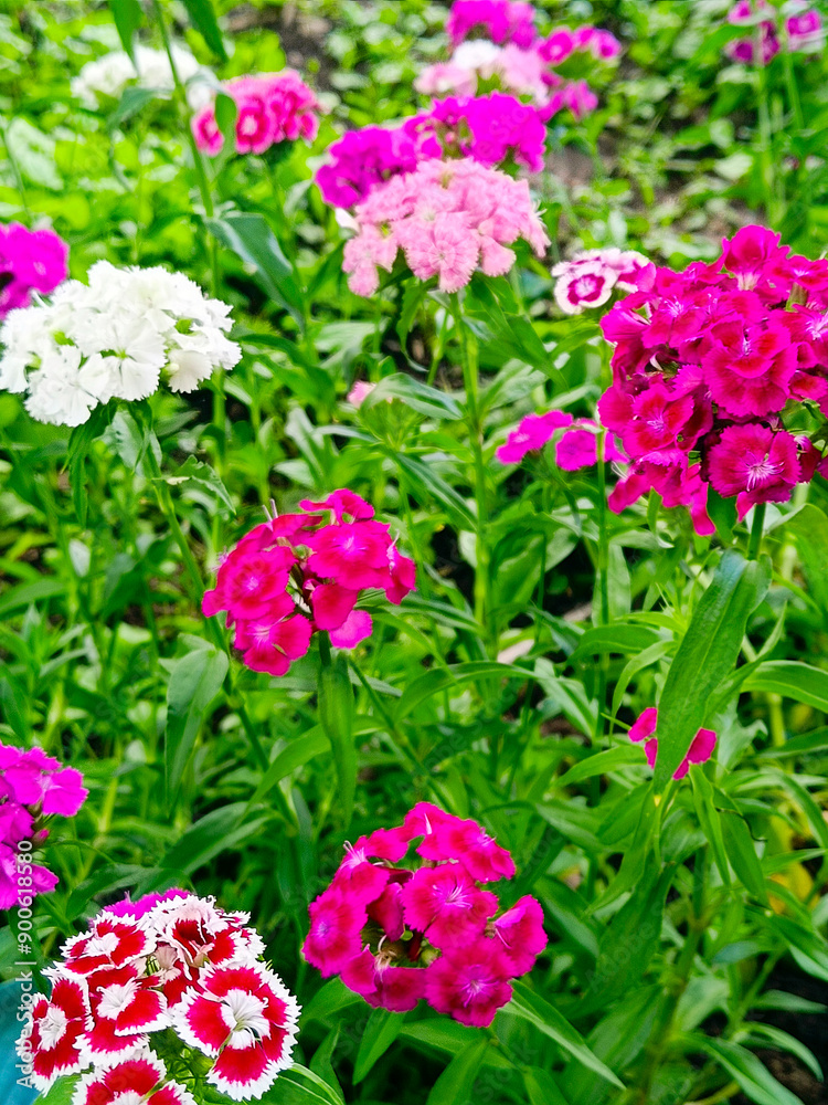 Beautiful pink and white carnations. Close-up, vertical photograph. Beautiful pink and white carnations. Close-up, vertical photograph.