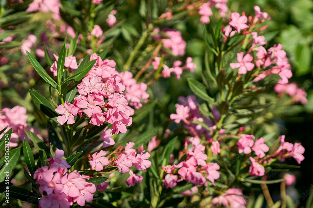 Close-up of beautiful pink oleander flowers in full bloom with green foliage in the background. Close-up of beautiful pink oleander flowers in full bloom with green foliage in the background.