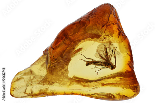 wasp imprisioned in Baltic amber isolated on white background photo