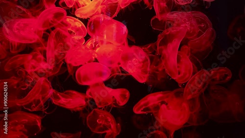 Moon Jellyfish in the water tank with red light.