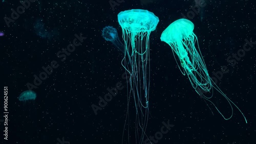 Lion's Mane Jellyfish or Cyanea in the water tank with light.