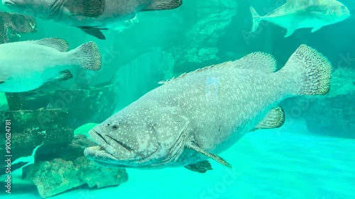 Giant Grouper or Epinephelus Lanceolatus in the water tank.