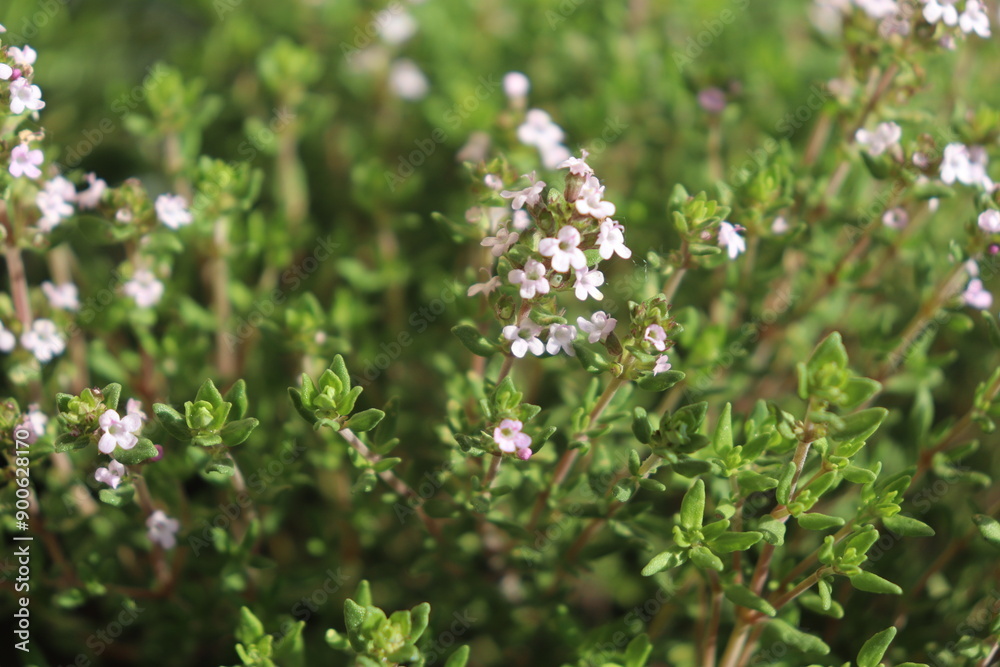 Thymus vulgaris - Blätter und Blüten Thymus vulgaris - Blätter und Blüten