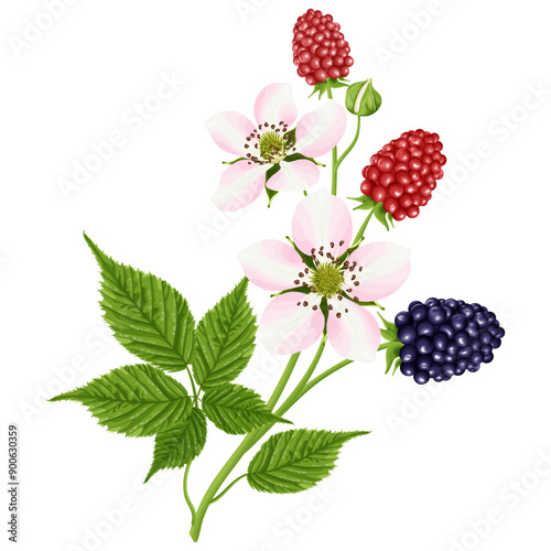 A bouquet with a flower and a blackberry berry. Botanical border.  A garden plant with pink flowers, green leaves and bright red and black berries. Vector illustration.