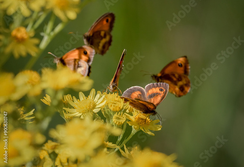 Five Gatekeeper Butterflies flying on Yellow Ragwort Flowers (Pyronia tithonus)