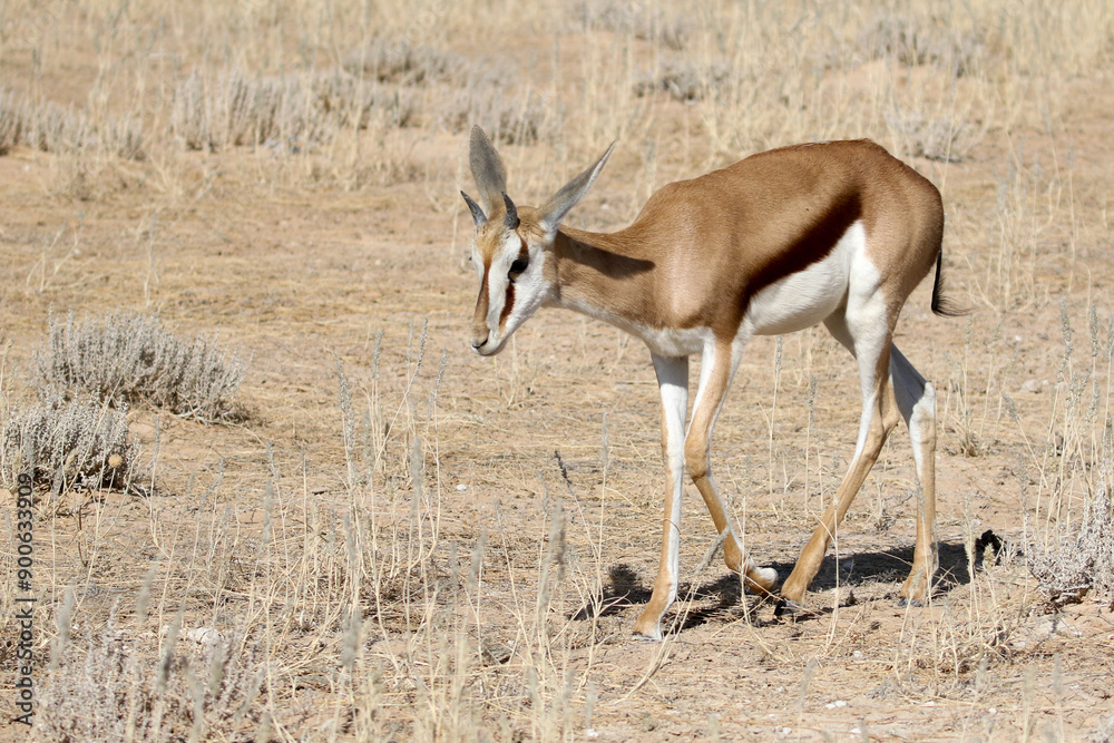 Juvenile male Springbok as seen by the very short but still thick horns Juvenile male Springbok as seen by the very short but still thick horns