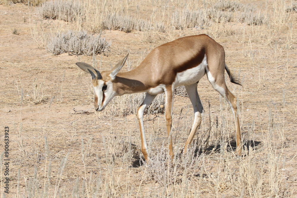 Juvenile male Springbok as seen by the very short but still thick horns Juvenile male Springbok as seen by the very short but still thick horns