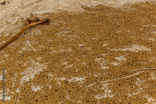 Coffee being dried near Budadiri village, Uganda photo