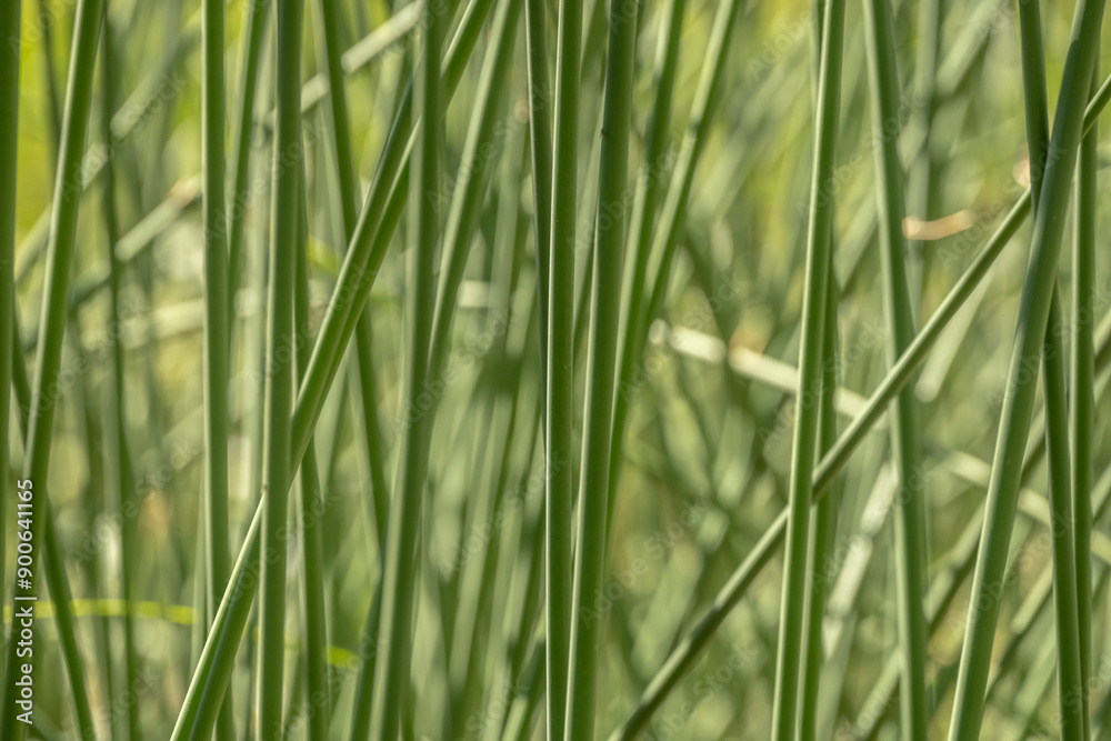 Bright Green Reeds Tangle As They Grow In Yosemite Bright Green Reeds Tangle As They Grow In Yosemite