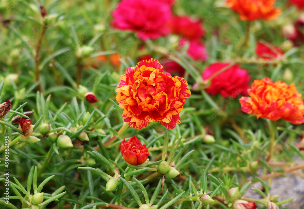 Portulaca grandiflora, red flowers with yellow petals. There are both buds and blooms. In the garden in the sunlight
Portulaca grandiflora, red flowers with yellow petals. There are both buds and blooms. In the garden in the sunlight