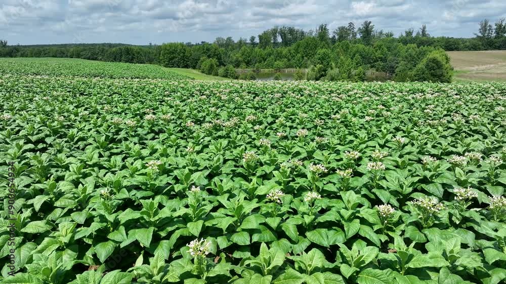 Aerial of tabacco plants in bloom on plantation in Virginia USA Aerial of tabacco plants in bloom on plantation in Virginia USA